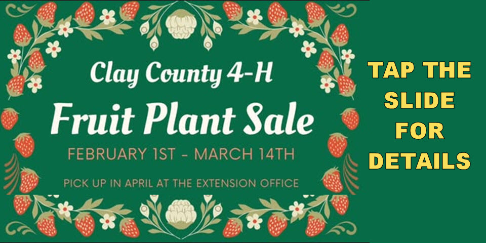 4H Fruit Plant Sale