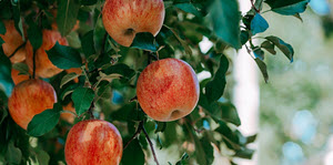 Small Fruits, Tree Fruits & Nuts 